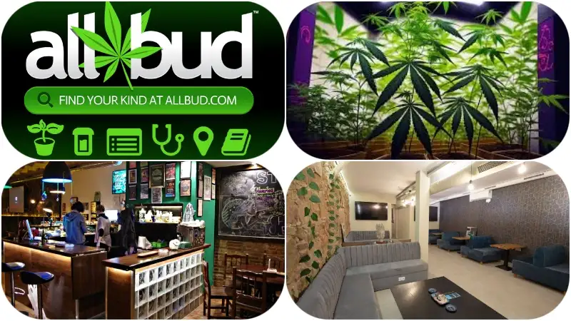 weed club sant antoni urgell 15 blue dream cannabis club